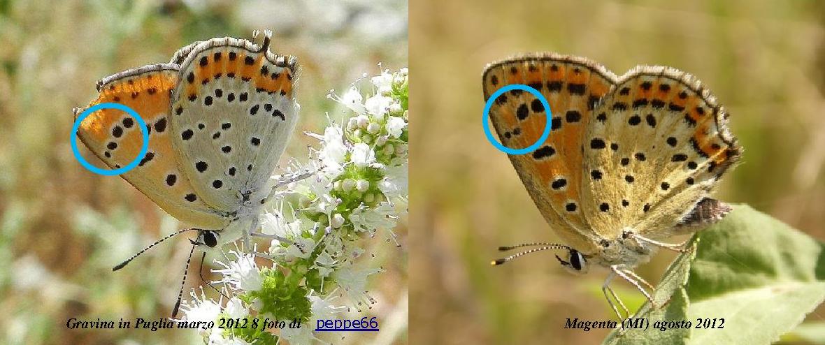 Lycaena ?